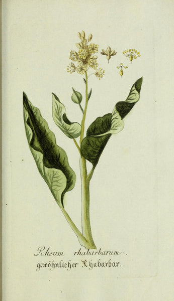 Rhubarb: the First Taste of Spring